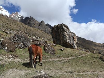A brown horse walking a grassy trail between large boulders, with snow-dusted mountain peaks and cloud behind