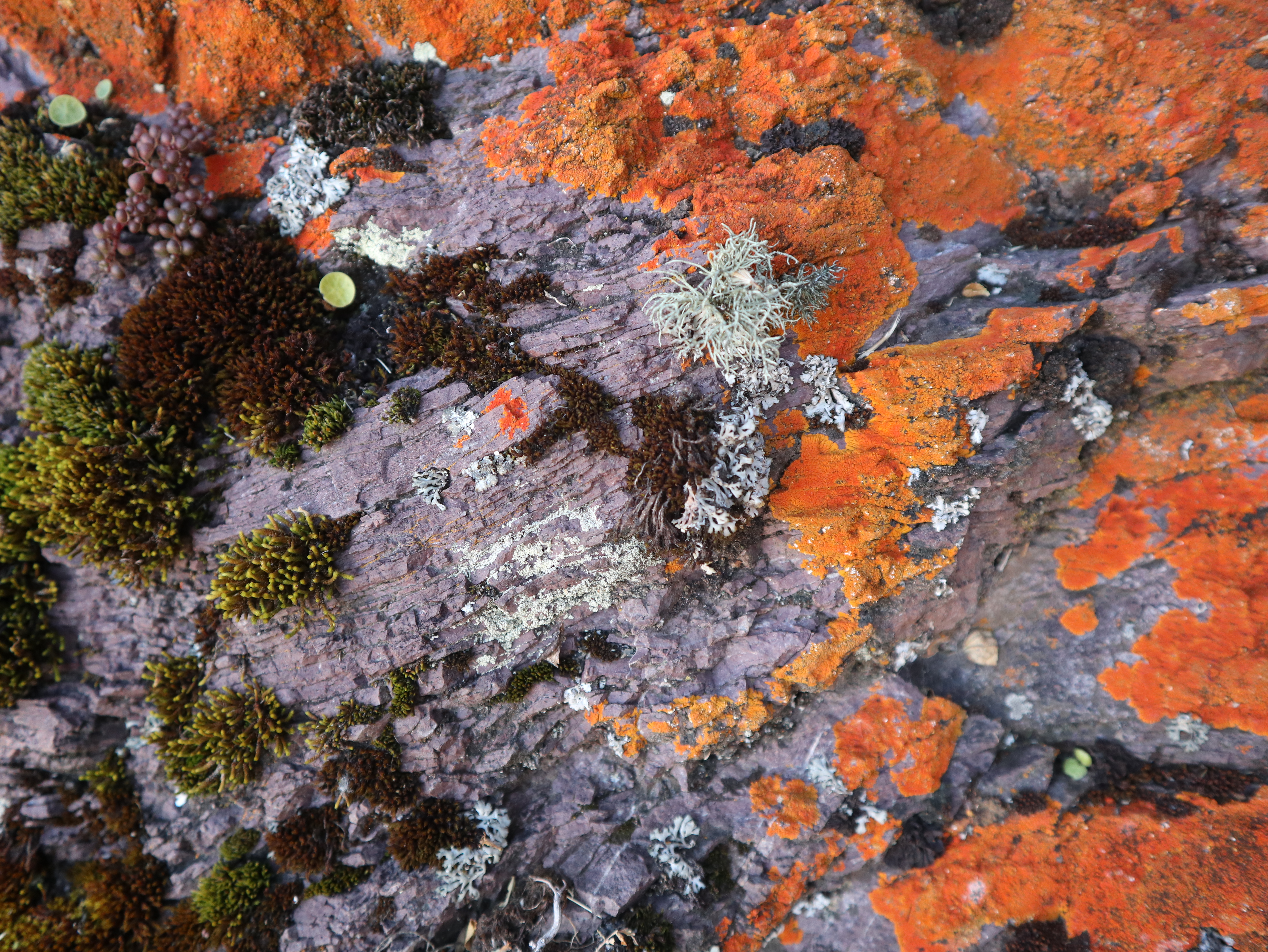 Description of photo 8